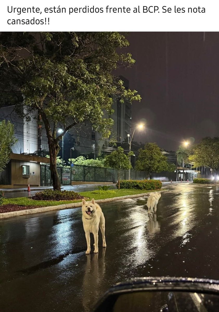 edithortizg's tweet photo. Compartan 🙏 2 Akita recorren la zona del BCP hace aproximadamente 1 Hra. URGE QUE SEAN BUSCADOS ANTES QUE LOS ATROPELLEN‼️

se nota que no acostumbran a andar por la calle sueltos. 

@perdidospy @dameunapatapy @koalandeMichi @salvandohocicos @Ayudandopeludos https://t.co/7TGkXTf8yN