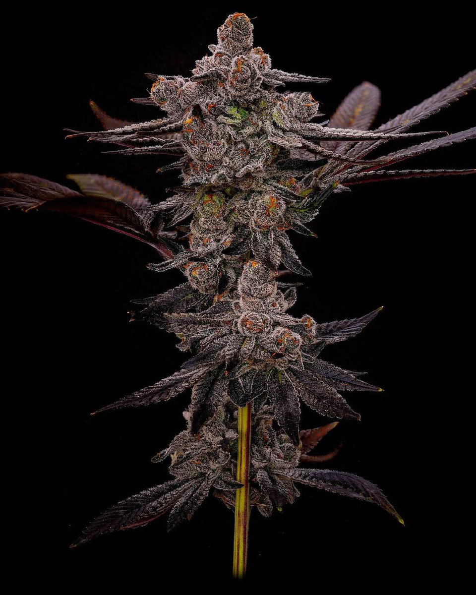 BlockBerry420's tweet image. 