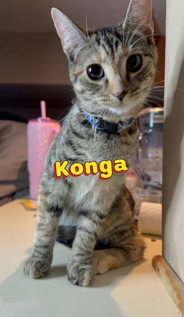 FUREVER PALS 
Adorable Kittens
Greyfoot 🐾
Konga🐱
Pumpkin🎃
Shiddy 💩
These sweet, playful kittens🐱,are ready to bring love and joy to their forever homes 🏡!!Please pm or comment if you’re interested ! 
📍Queens NYC or surrounding areas!! 
#newyork #queens #manhattan #kittens