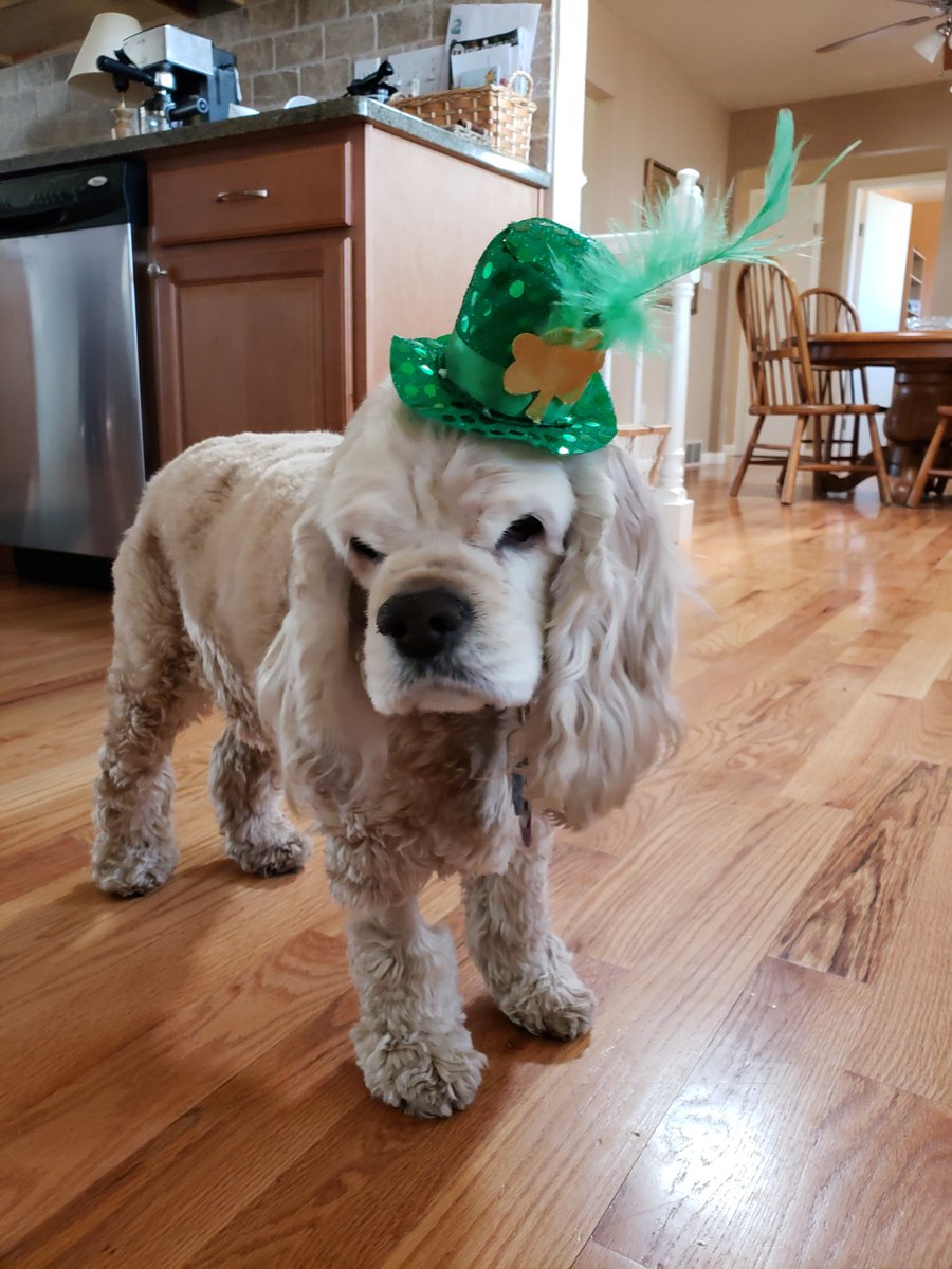 💚🤍🧡☘️ Happy St Patrick's Day, everybody! ☘️🧡🤍💚
I was only 14 weeks old and had been home for two weeks on my first St Patrick's Day. I inherited this hat from the one and only Murphy! Happy won't stay still long enough for a picture. Maybe next year! 😉