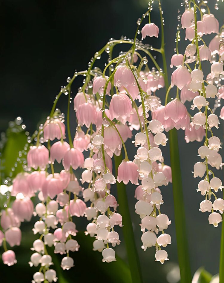 lily of the valley