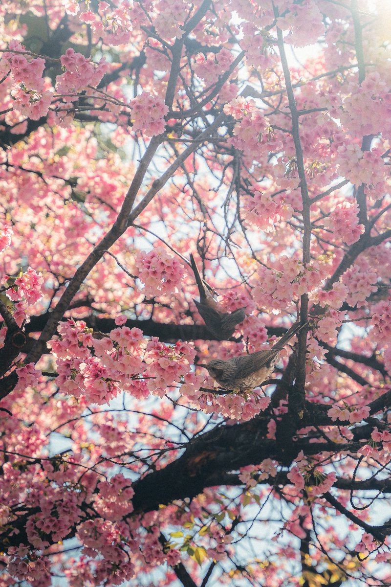 dasiantk's tweet photo. Sakura's season in Japan is one of those moments when everything feels different: quiet streets, soft colors... a kind of calm that is difficult to describe. Definitely the best time to photograph here. https://t.co/PBeWkMhunb