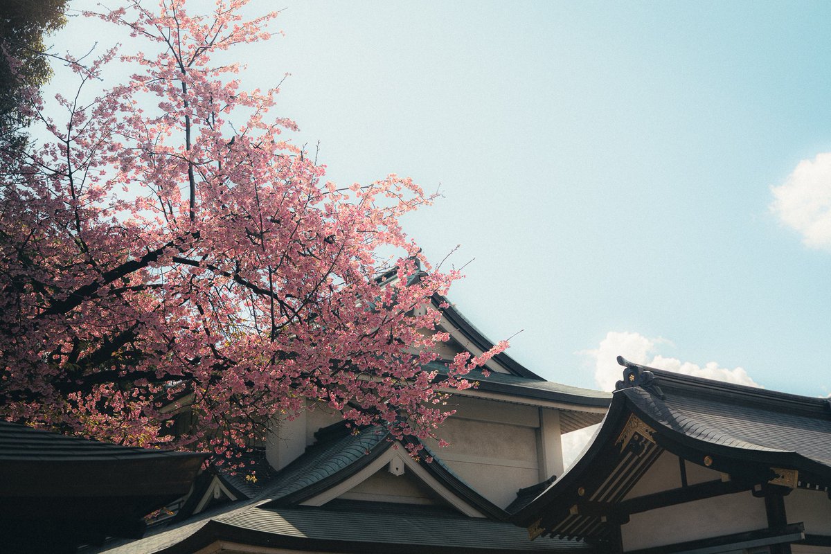 dasiantk's tweet photo. Sakura's season in Japan is one of those moments when everything feels different: quiet streets, soft colors... a kind of calm that is difficult to describe. Definitely the best time to photograph here. https://t.co/PBeWkMhunb