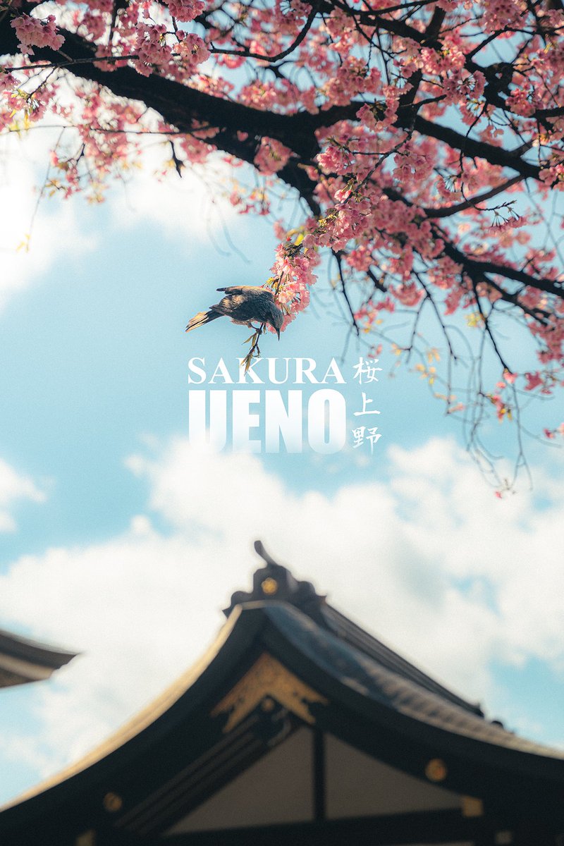 dasiantk's tweet photo. Sakura's season in Japan is one of those moments when everything feels different: quiet streets, soft colors... a kind of calm that is difficult to describe. Definitely the best time to photograph here. https://t.co/PBeWkMhunb
