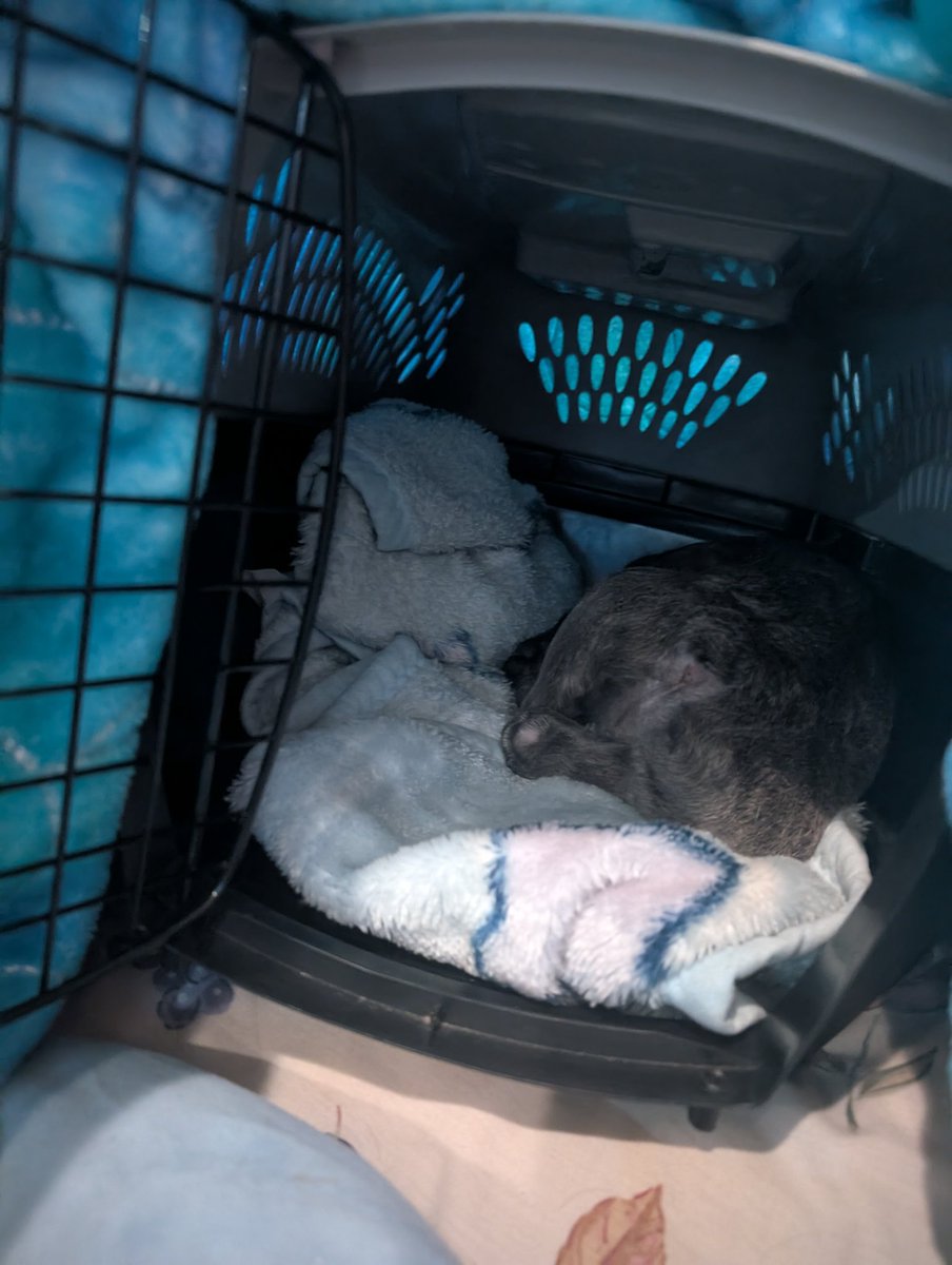 Tinagosee2's tweet photo. Mommy is mean....#cratetraining https://t.co/6OcJTefMc4