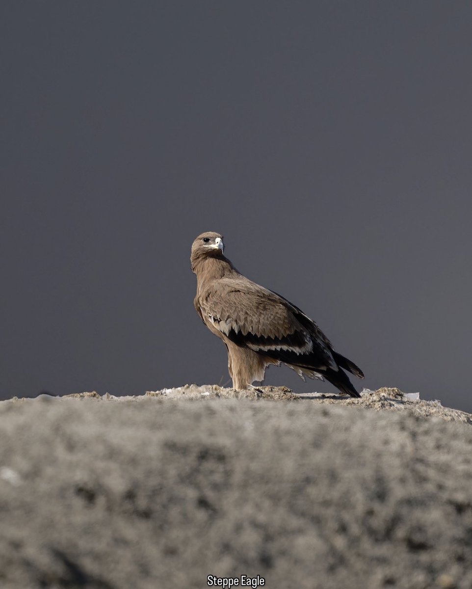 NatureattheBest's tweet photo. Majestic hunter of the open skies, ruling the steppes with power.

#steppeeagle #raptorsofindia #IndiAves #wildandfree #birdsofprey #naturelovers

@NatGeoAnimals @PazyBirds @World_Wildlife https://t.co/Axr6zAXmFQ