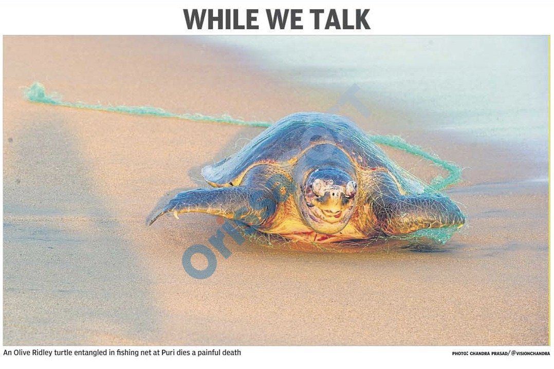 AvsNamboodiri's tweet image. An OliveRidley turtle entangled in a fishing net dies a painful death in Puri, Orissa --Orissa Post. 

#Arribada #OliveRidley #WildlifeConservation