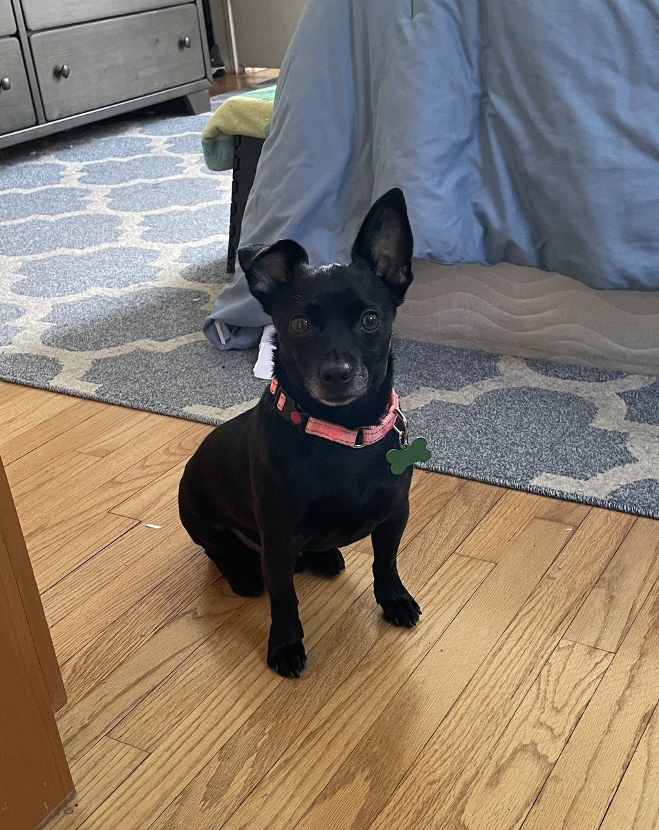 Foster pup Jasper is ready for adoption! He’s a sweet cuddly boy who loves everyone (eventually 😉) apply for him at dogswithoutborders.org #adoptable #adoptdontshop #adoptseniors