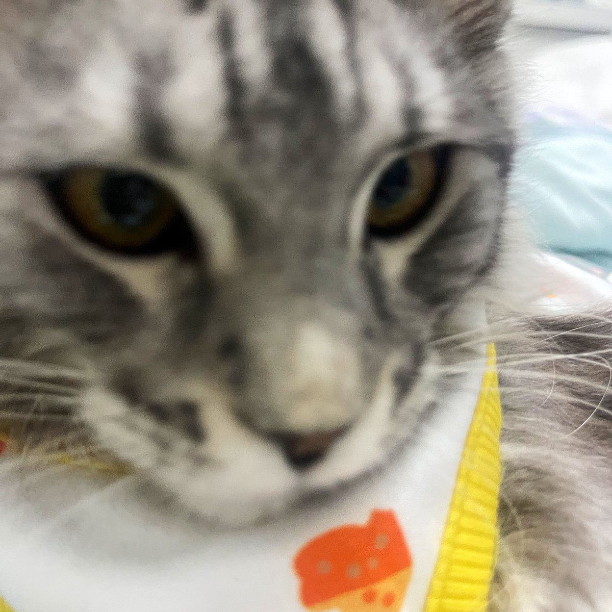 molinss1's tweet photo. 我活了 https://t.co/wpv2eaj2gq