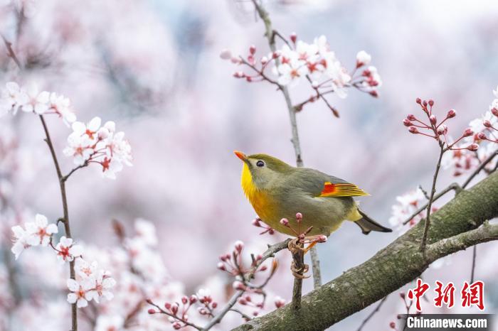 PDChinese's tweet photo. 【湖北宜昌：“花鳥繽紛”迷人眼】近日，在湖北宜昌三峽植物園，梅花、海棠、桃花、櫻花等輪流綻放，吸引大量鳥類在此嬉戲、覓食，繪出一幅“花鳥繽紛”的迷人畫卷。三峽植物園被譽為“三峽庫區的植物寶庫”，不僅珍稀植物種類豐富，而且鳥類資源多樣性好，近兩年監測鳥類10目33科64種。 https://t.co/OHiBL3b0nC