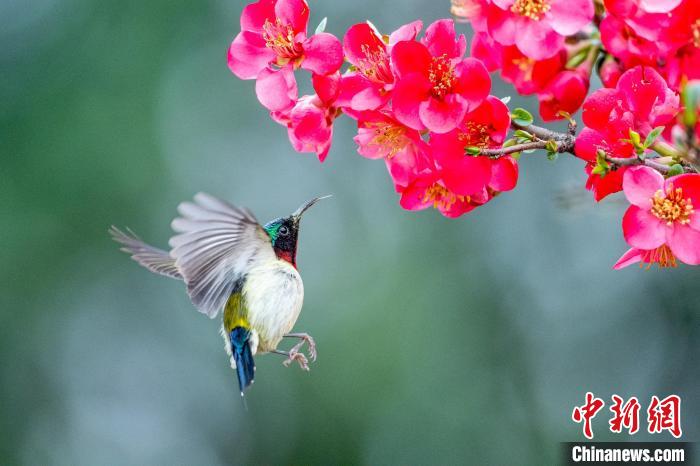 PDChinese's tweet photo. 【湖北宜昌：“花鳥繽紛”迷人眼】近日，在湖北宜昌三峽植物園，梅花、海棠、桃花、櫻花等輪流綻放，吸引大量鳥類在此嬉戲、覓食，繪出一幅“花鳥繽紛”的迷人畫卷。三峽植物園被譽為“三峽庫區的植物寶庫”，不僅珍稀植物種類豐富，而且鳥類資源多樣性好，近兩年監測鳥類10目33科64種。 https://t.co/OHiBL3b0nC