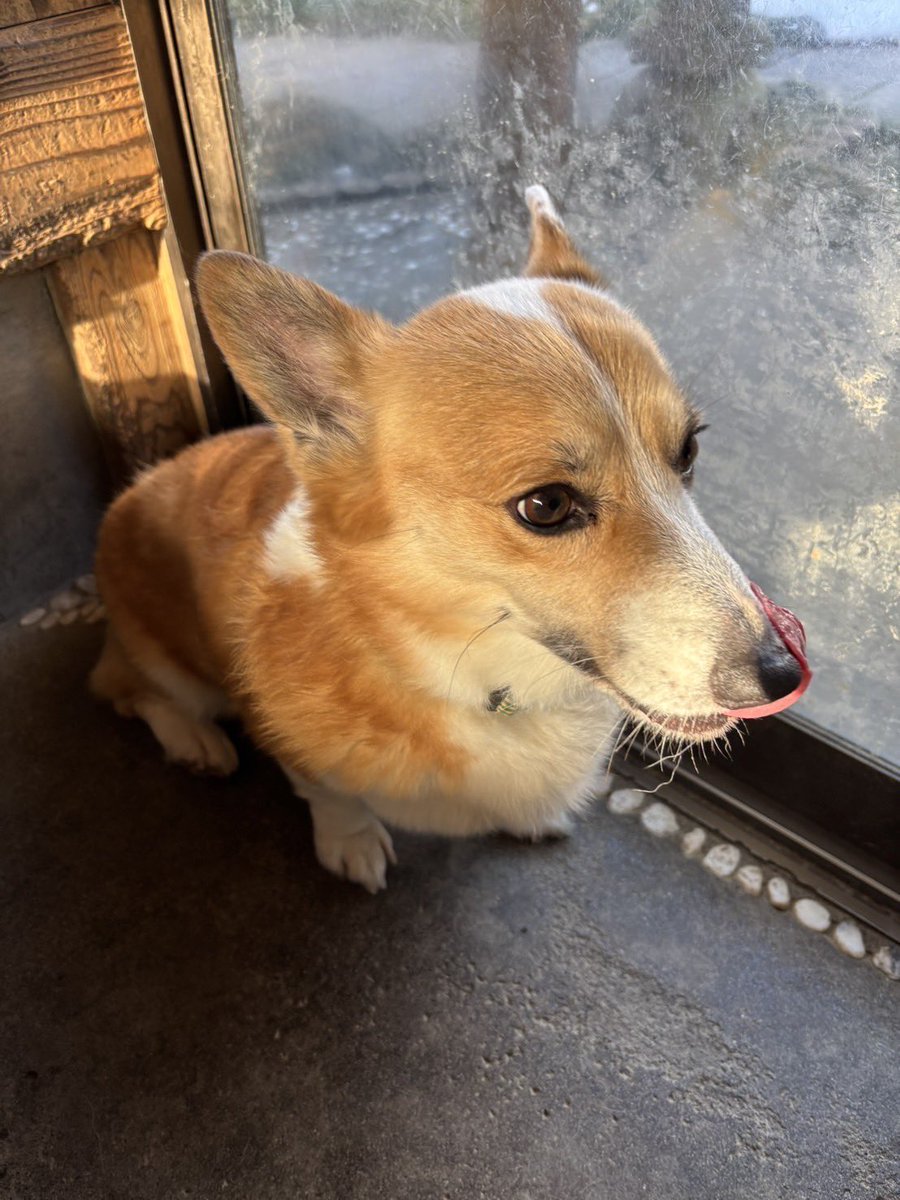 WINwaoSAzM4490's tweet photo. #新潟迷子犬
#新潟
#迷子犬
#コーギー https://t.co/2pTEcr6EIC