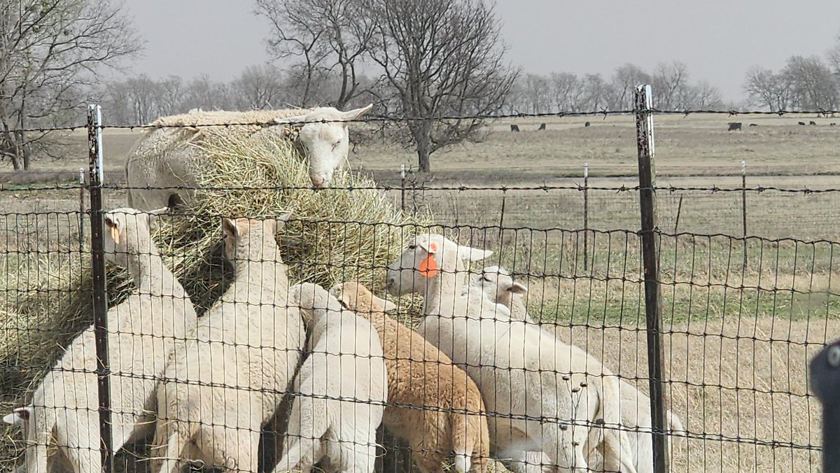 StarPost_Farm's tweet photo. The Ewes are enjoying the warming weather. https://t.co/cf1sHfv1U9