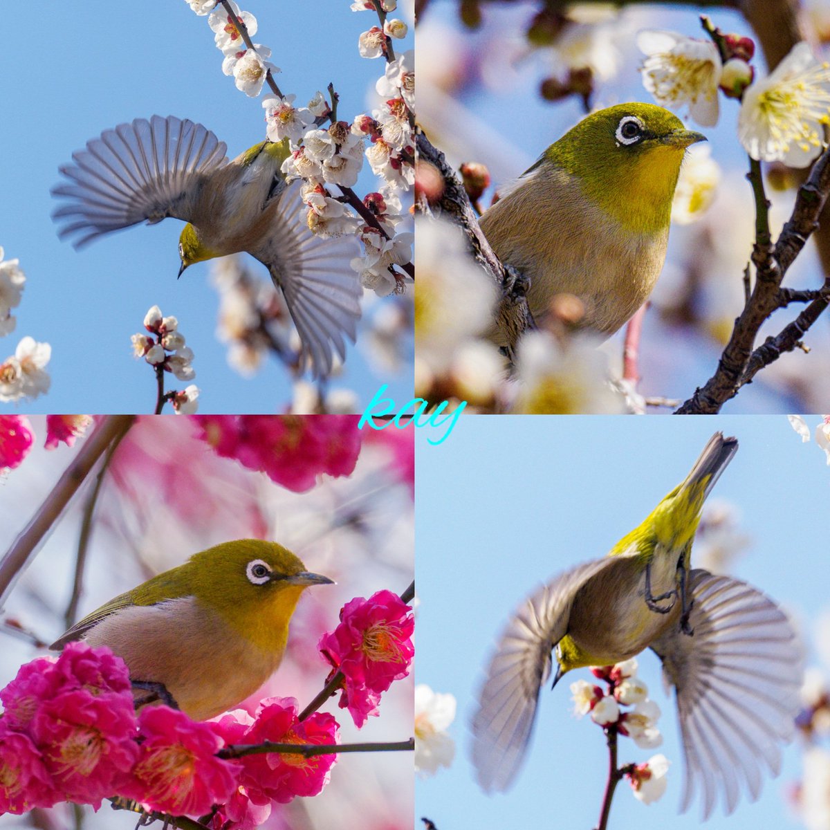 こんにちは👋😃
晴れてましたが薄曇りへ。
何時も有り難うございます🍀

今日も昼ポストです。
今日は、紅白梅とウメジローのコラボです。
また、青空でのウメジローの飛翔もお楽しみ下さい。

宜しくお願いします🙇‍♂️⤵️

OM1 mk2 300mm F4 TC1.4 (840mm/35mm換算)
