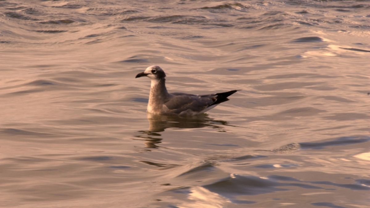 Dogs chase sticks; cats chase dreams

#trending