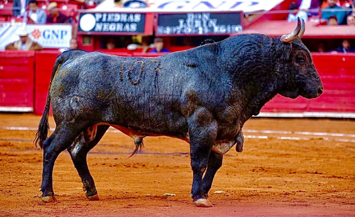 paco1rafigura's tweet photo. ¡VIVAN LAS CORRIDAS DE TOROS! ¡VIVAN LAS PELEAS DE GALLOS! ¡VIVA LA CHARRERIA!
¡VIVA LA LIBERTAD! https://t.co/ZnlfdK79X4
