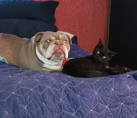 SkunkleJohn's tweet photo. my little bulldog went to Heaven today. she started acting like she didnt feel good this afternoon, then she just laid down and went to Heaven. Ive seen several friends pass in the last few years. but this one hurts something terrible. love you girl. https://t.co/hMk0qIq6TE