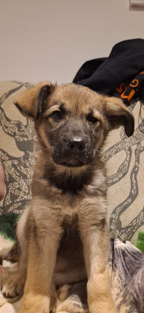 Os presento a Nana, mi nueva jefa 🤝