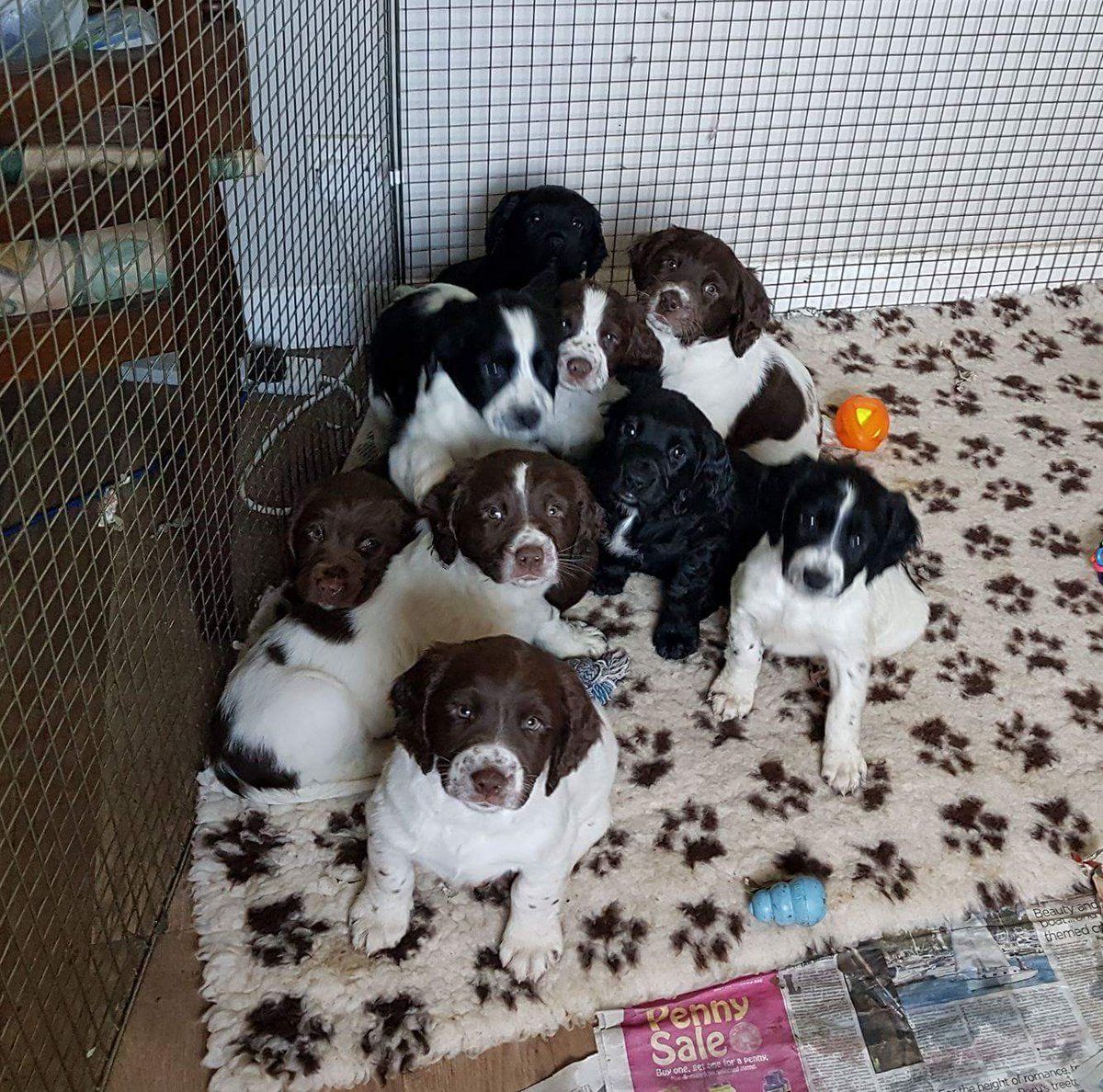 Oscar Honey & Jasper (@oscar_spaniel) on Twitter photo Happy Birthday Puppies π₯³ππΆπΆπΆπΆπΆπΆπΆπΆπΆ
Where has that 8 years gone?
<a href="/SpringerSaint/">Mrs C's magic settee πΆπΆπΆπΆπΆπΆπΆπΆπΆπΆπββ¬</a> <a href="/WellyTheSpaniel/">Wellington & Arlo</a> <a href="/Lucy_Elvia/">Lucy & Belle</a> @ChorltonSaint Happy Birthday Puppies π₯³ππΆπΆπΆπΆπΆπΆπΆπΆπΆ
Where has that 8 years gone?
<a href="/SpringerSaint/">Mrs C's magic settee πΆπΆπΆπΆπΆπΆπΆπΆπΆπΆπββ¬</a> <a href="/WellyTheSpaniel/">Wellington & Arlo</a> <a href="/Lucy_Elvia/">Lucy & Belle</a> @ChorltonSaint