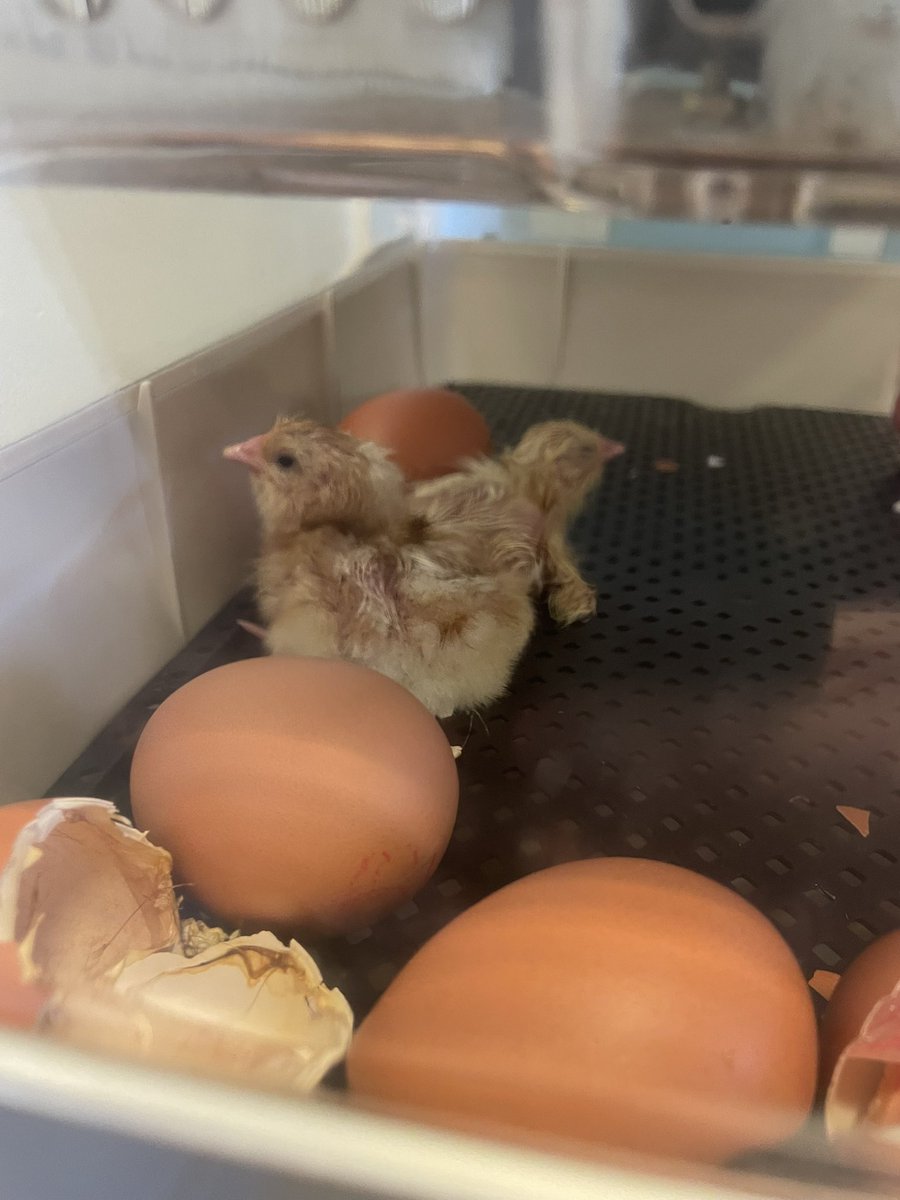 St Finbar's Primary tweet media