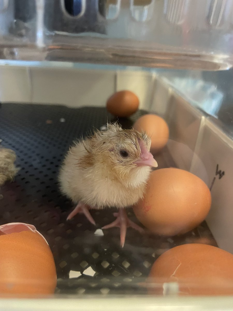 St Finbar's Primary tweet media