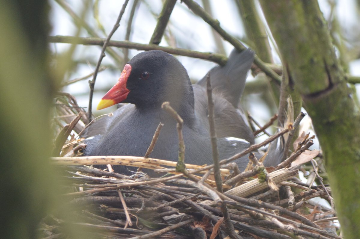 SwanwatchUk's tweet photo. #Moorhennest in a tree #MoorhenStudy #Westportlake https://t.co/gNq7YuTrlX