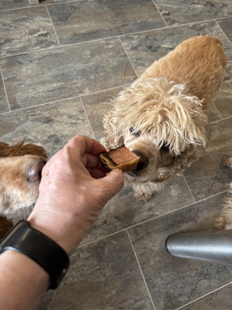 SpanielsSuper's tweet image. Mmmmmm yummy #PorkPie for the tablet queue this morning #SuchATreat