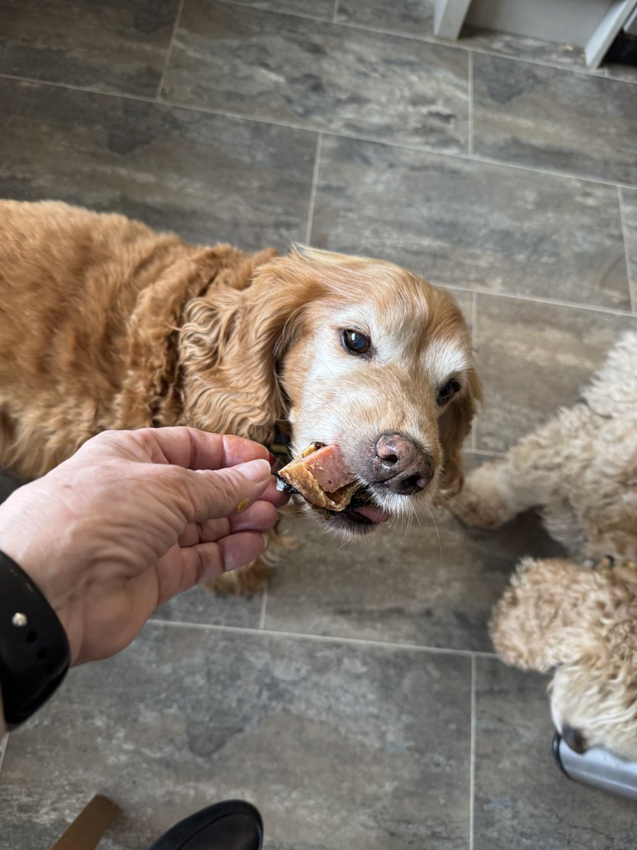SpanielsSuper's tweet image. Mmmmmm yummy #PorkPie for the tablet queue this morning #SuchATreat