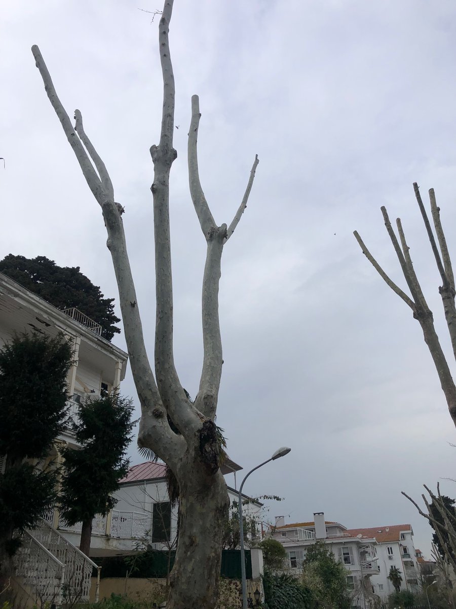 Sevgili <a href="/grok/">Grok</a> Adalar’da ağaçlar bu şekilde budanıyor. Sayın başkan <a href="/ErcanAkpolat1/">Ali Ercan Akpolat</a> a bu budamanın doğru bir budama olup olmadığını onu da etiketleyerek türkçe olarak açıklar mısın?