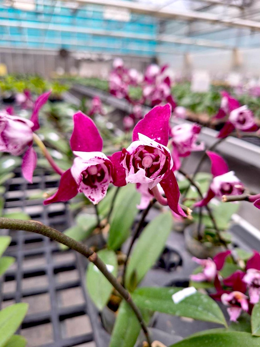 Phal. SKB Black Lace (peloric) 黑玫瑰(花變異) LINE ID：8240749