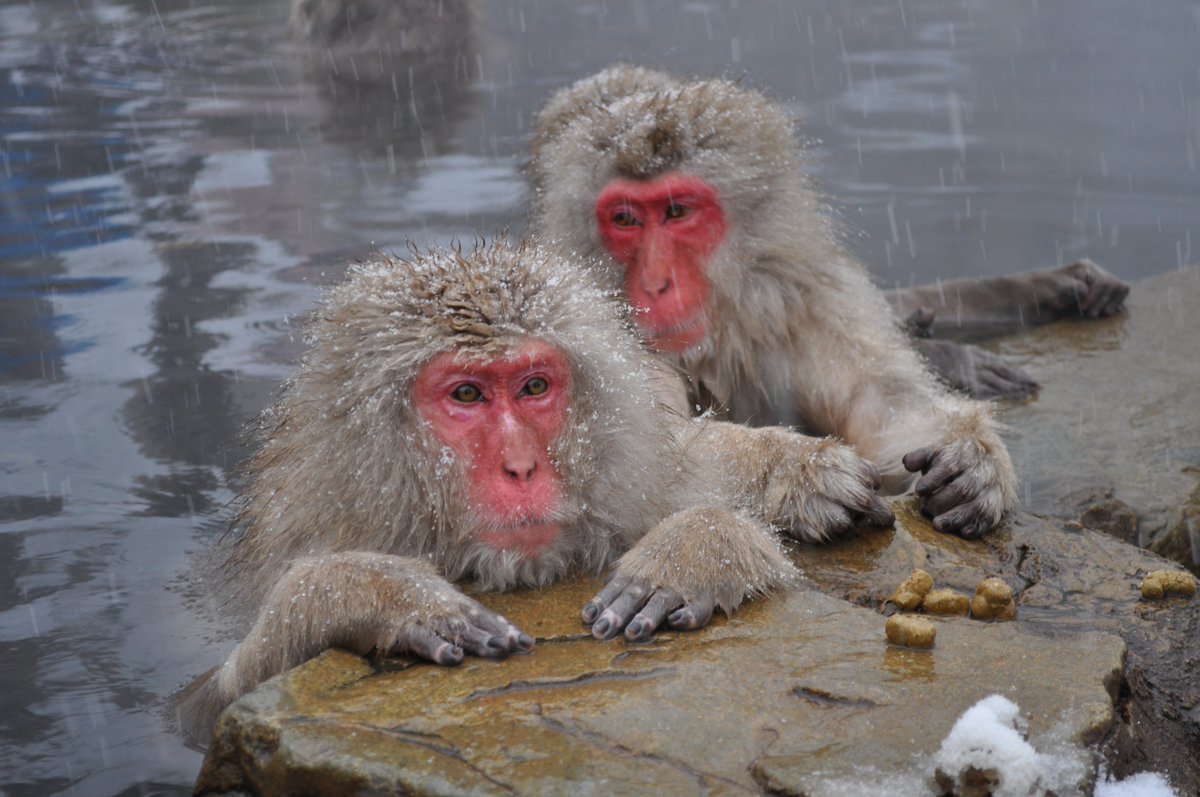 Action4Primates's tweet image. With their brains implanted with electrodes, heads immobilised &amp;amp; arms strapped, just their hands free to move &amp;amp; press buttons - #snowmonkeys in #Japan incarcerated for years to be used in inhumane brain experiments. A shocking abuse of this iconic species. tinyurl.com/3xr6ncut