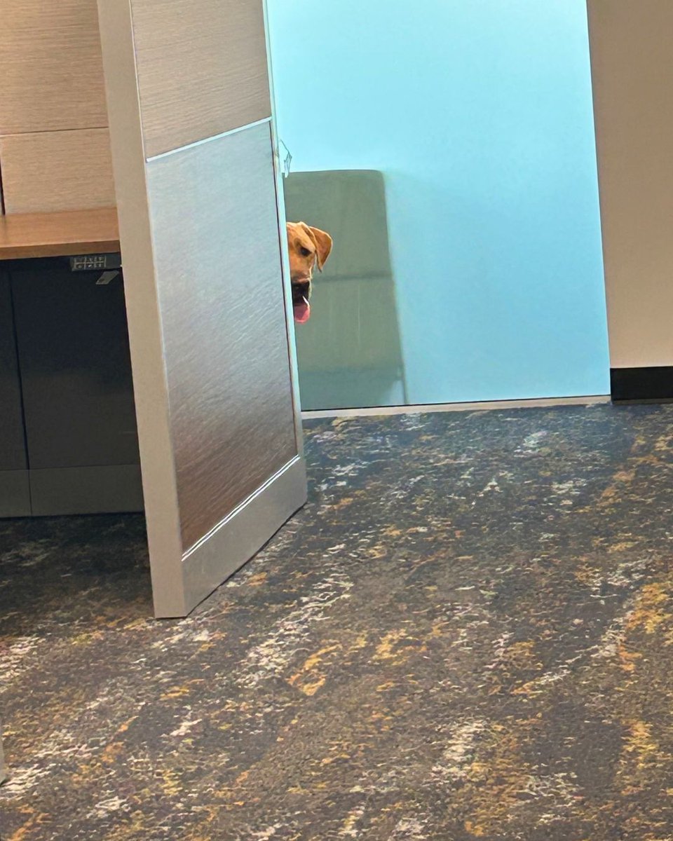 yusai00's tweet photo. 犯人は犯行現場に戻って来る

カリフォルニア州ローズビル警察署内で起きた凄惨な事件。しかしその犯行現場の写真にはこっそり現場を観察しに戻ってきた犯人が写っていた……！！容疑者（犬）はローズビル警察署に常駐し、警察官や地域のメンタルヘルス促進の担当者（犬）で、名前はバターだそう。 https://t.co/fYtGsxqaJM