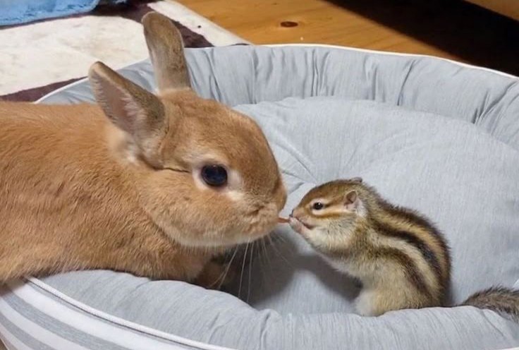 seonghwa as bunnies 🐰 (@bunnyhwaa) on Twitter photo 