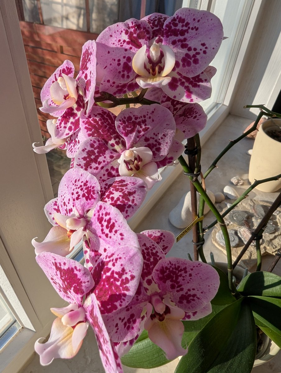 Guten Morgen meine Lieben ❤️ 
Gestern erst Zumba gemacht und anschließend Badminton gespielt 🤗
Dabei kann ich Kilometer machen, die ich über Tag im Büro nicht schaffe - 
Fast 10 Km = über 14.000 Schritte 😂
Für Euch getestet 😉
Habt einen schönen Dienstag 🍀