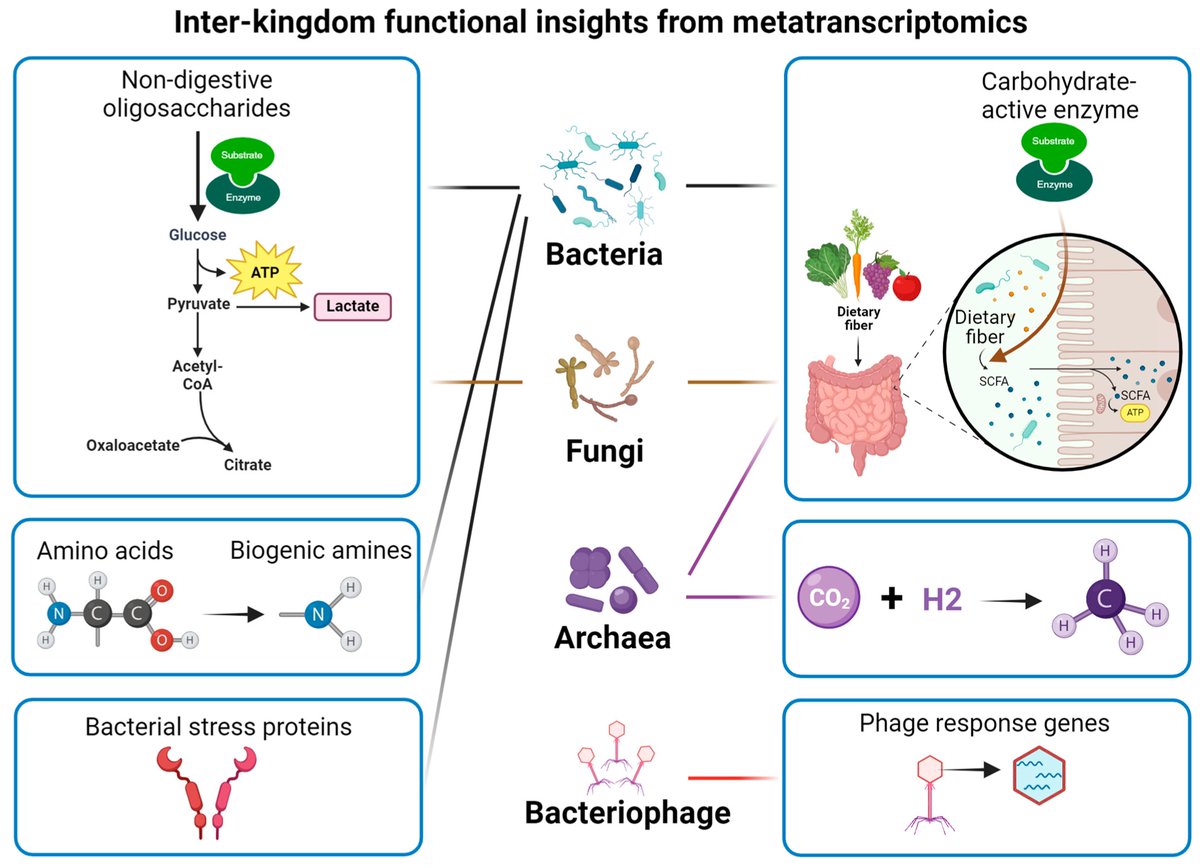 MetabolitesMDPI's tweet image. 🌟 #LastestPaper

📖 #Metatranscriptomics for Understanding the #Microbiome in #Food and #Nutrition Science 
🧑🏻‍🔬By Dr. Chunlong Mu, et al. 

🔗mdpi.com/2218-1989/15/3…