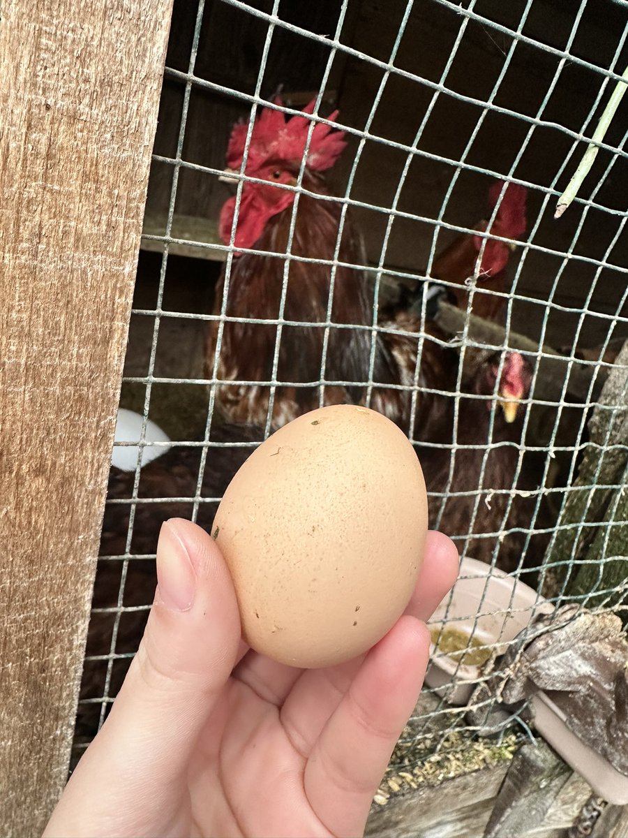 昨日実家に帰って春の野草たちを採ってきた！

ノビルは茹でて結んで食べやすく。
マヨ醤油につけて美味しくいただきます😋

ちなみに、、
ミツバはおひたし
セリは白和え
つくしは卵とじになりました✨

フキは筋取って塩ゆでして混ぜこみご飯の予定🍚✋