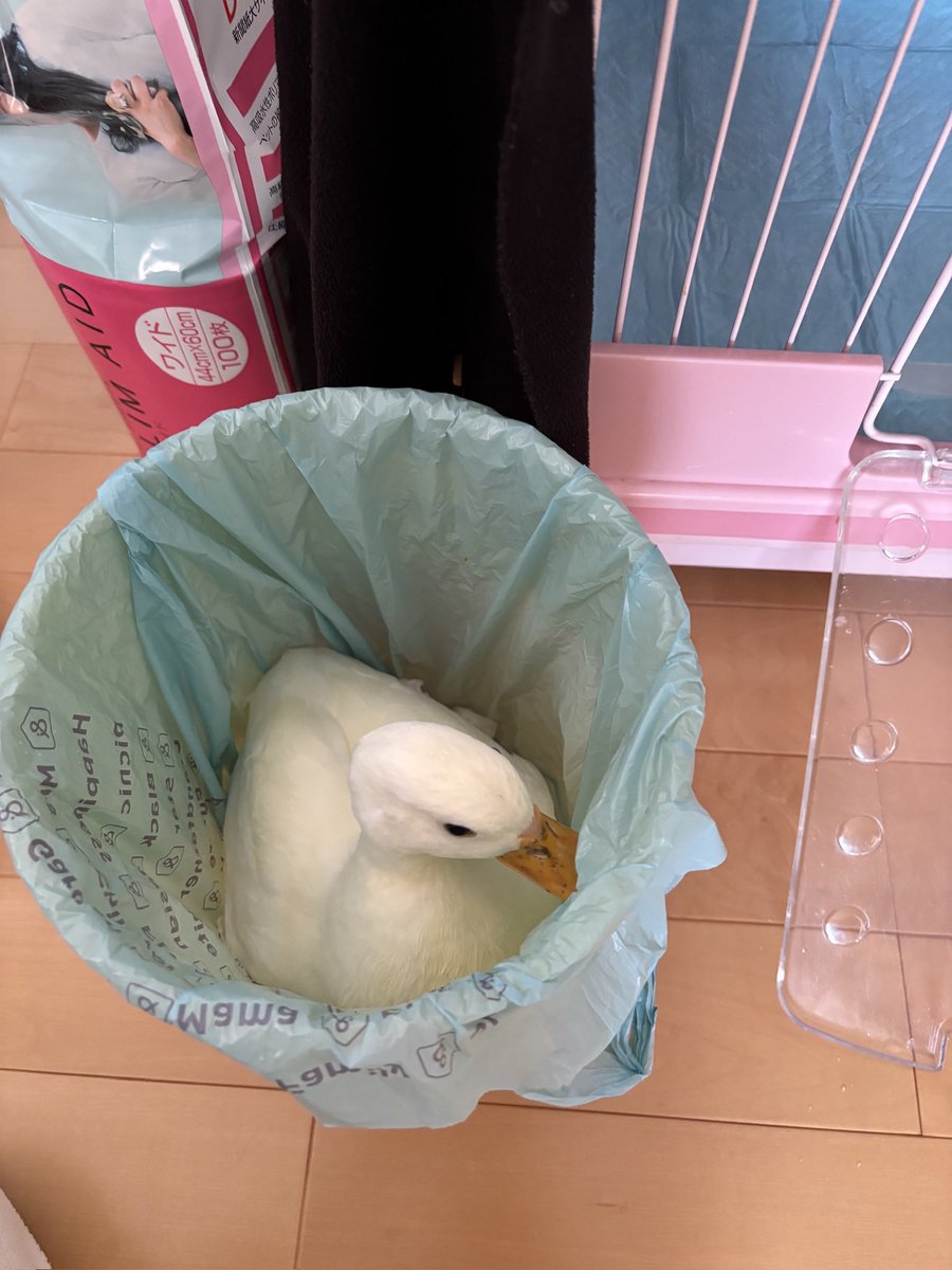 コールダック コールダック 22'3/」東京都 - 鳥の里親募集(410099