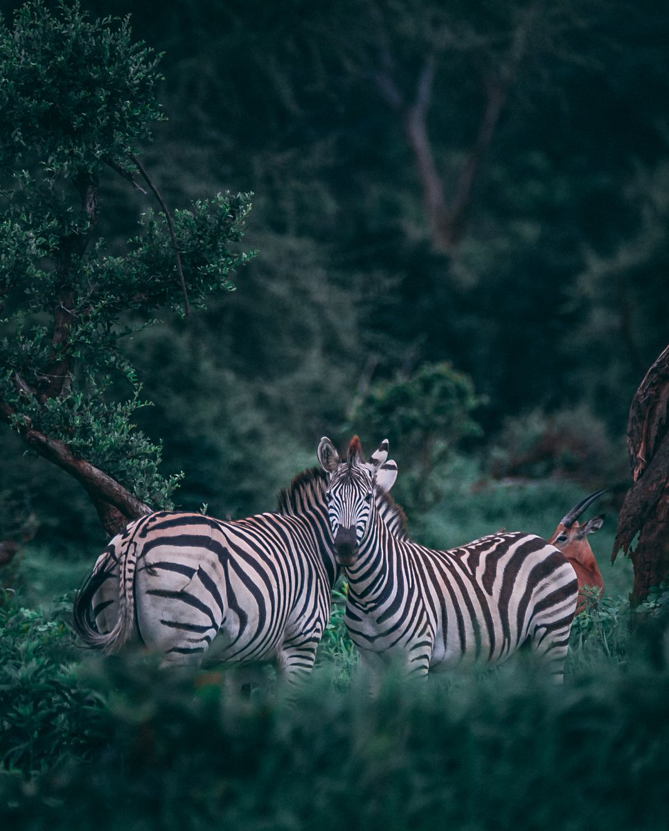 Kitano_Tours's tweet photo. The 5 Days Tanzania sharing joining Group Safari Starting off with Manyara ,National Park where you will witness the tree climbing lions, astonishing variety of birds, and wallowing hippos you will proceed to Tarangire . https://t.co/j9aTcGVwoU