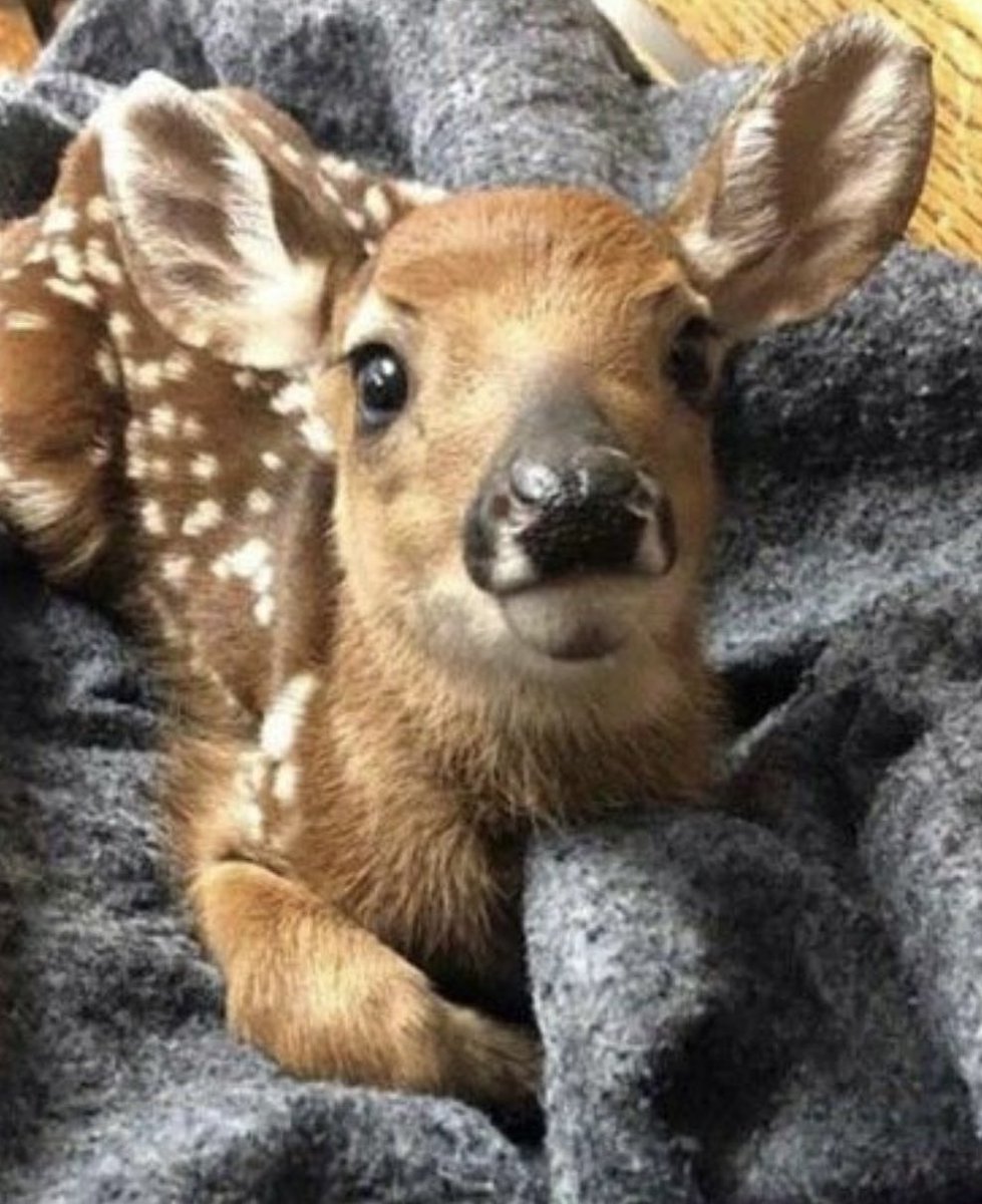 where is deerlijah nation