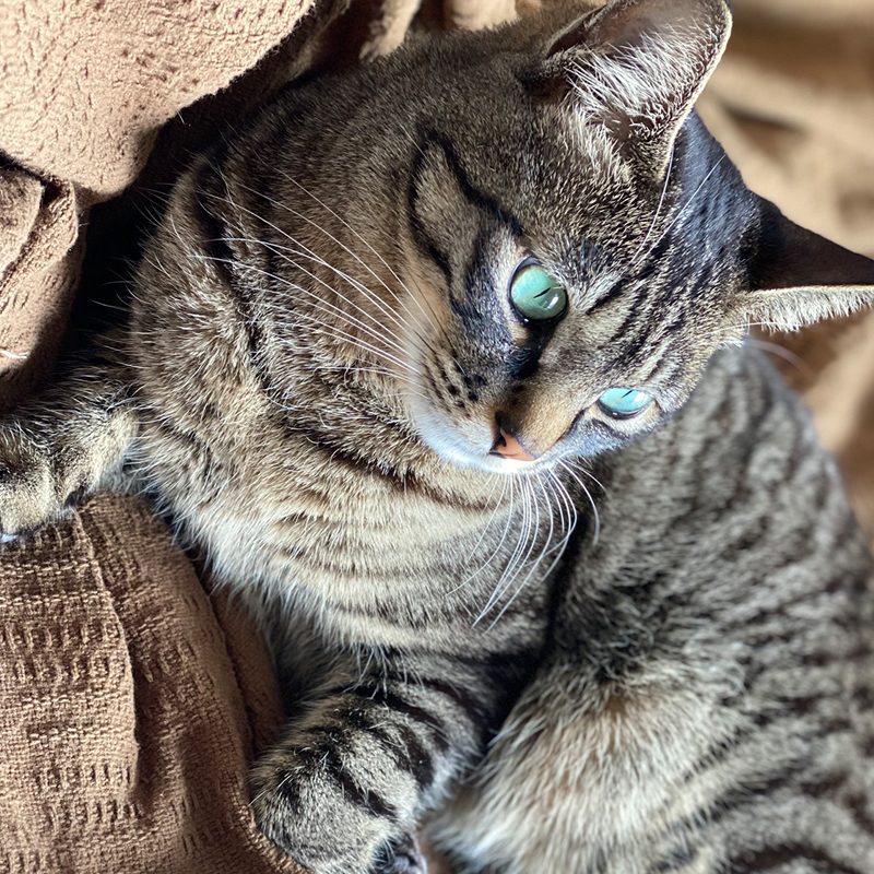 tedukurigohan's tweet photo. 猫さん、犬さんを愛してやまない方々とのお話の中、最近、話題にのぼることが多いのが、かかりつけの獣医師さんについてどう考えるか、というテーマ。
その辺りのこと、綴りました。ぜひご覧ください＞＞
https://t.co/6PQ04kdBuJ
#猫 #猫のいる暮らし #犬猫の手作��ごはん #福猫本舗 https://t.co/YORLIjPvZQ