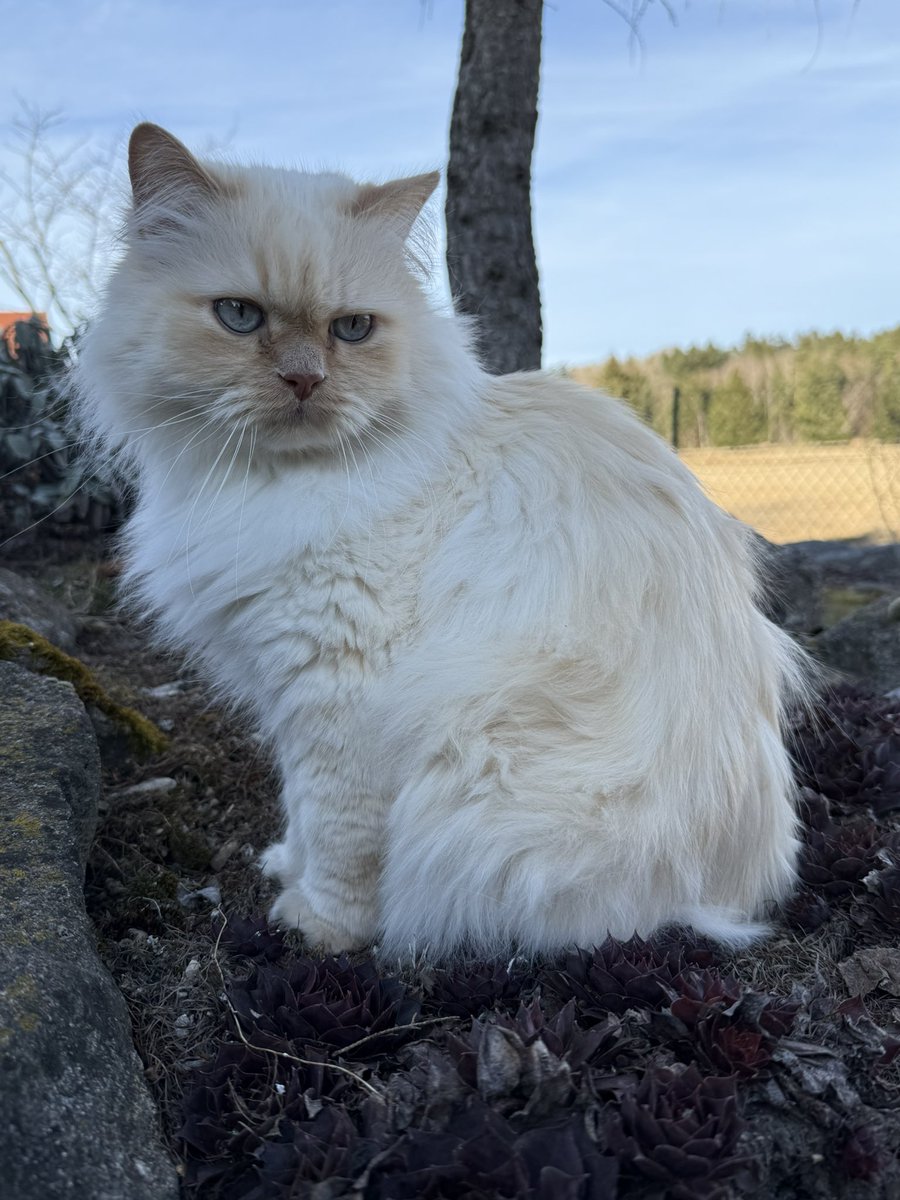 Simbaandbuddies's tweet photo. Simba, you beautiful tomcat
🥰
#Simba #Gato #TomCat #CatMoment #Kucing #CatsOfX #CatPicture #Feline #RelaxingCat https://t.co/9TB1Ff8n39