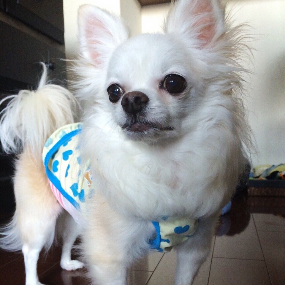 iris3y's tweet photo. 最近怖い動画にハマってて、大概ああいう隙間から顔覗かせてるんだよとか勝手に想像して勝手に恐怖に慄いてるので😱😂可愛い子ちゃん達見て浄化されよう🥹 https://t.co/DD6Zk6UvVL