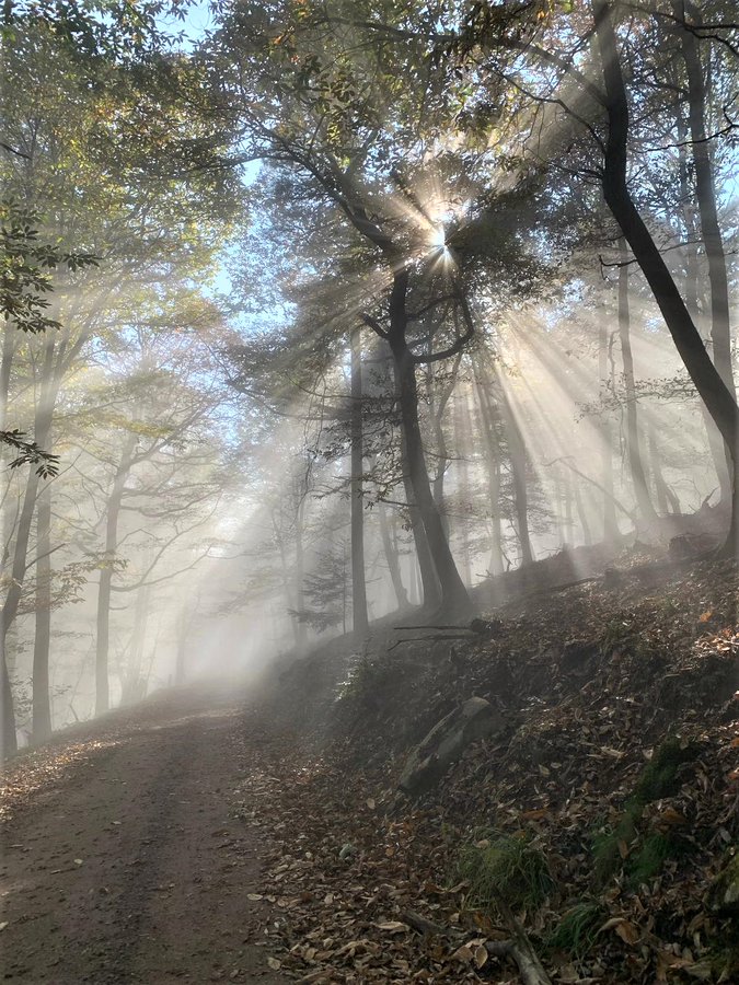 When the day awakens, hopes for a wonderful day awaken. I wish my beloved and much appreciated fellow inhabitants of planet Earth a wonderful good morning and a blessed day, accompanied by respect and kindness. May God bless you.❤️💙💚🌱🌿☘️🌲🌳🍀💚