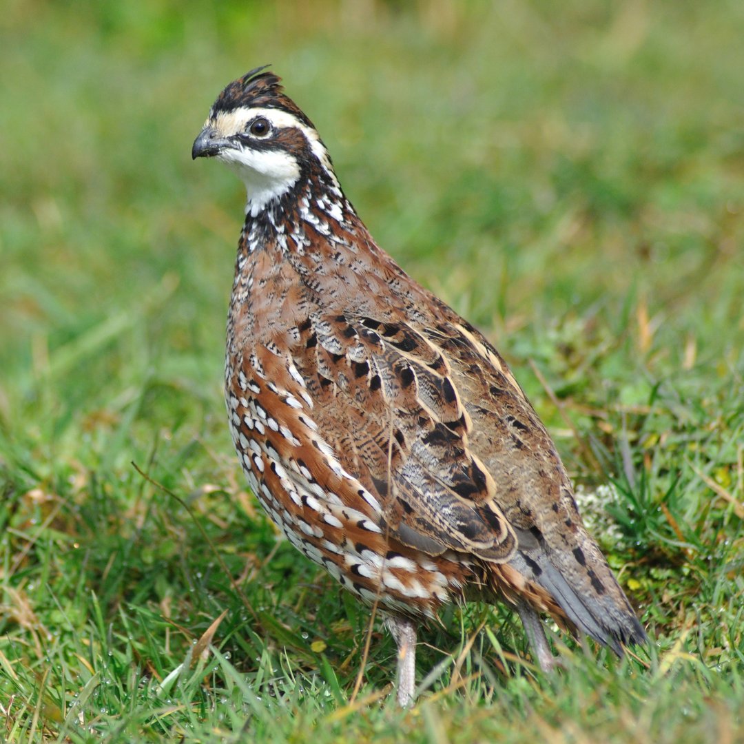Wildlife Drones is being used in research efforts focused on the Northern Bobwhite in the United States. Our advanced telemetry system provides valuable data on bobwhite movement patterns and habitat utilisation. #Bobwhite #WildlifeDrones #radiotracking #radiotelemetry
