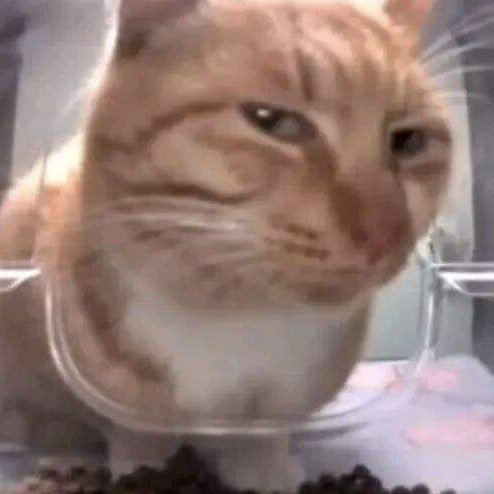youthorie's tweet photo. o sr lee é esse gato KKKKKKKKKKKKKKKKK https://t.co/jqWz8UoxVl
