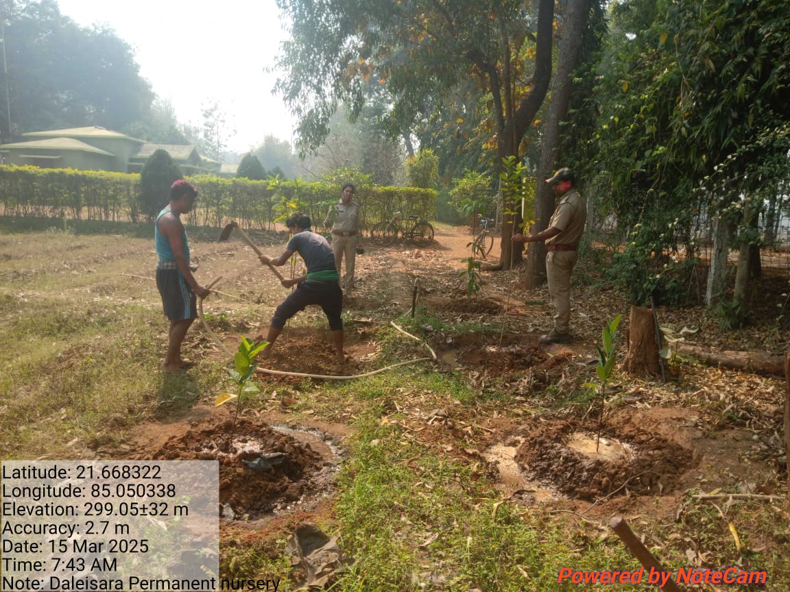 DfoBonai's tweet image. Fruit-bearing seedlings planted along the Daleisara Permanent Nursery boundary, Daleisara Section, Kuliposh Range. This initiative will enhance #biodiversity, provide food for local #wildlife, &amp;amp; offer a #sustainablesource of fruit for the community.
@pccfodisha 
@RourkelaRc79045