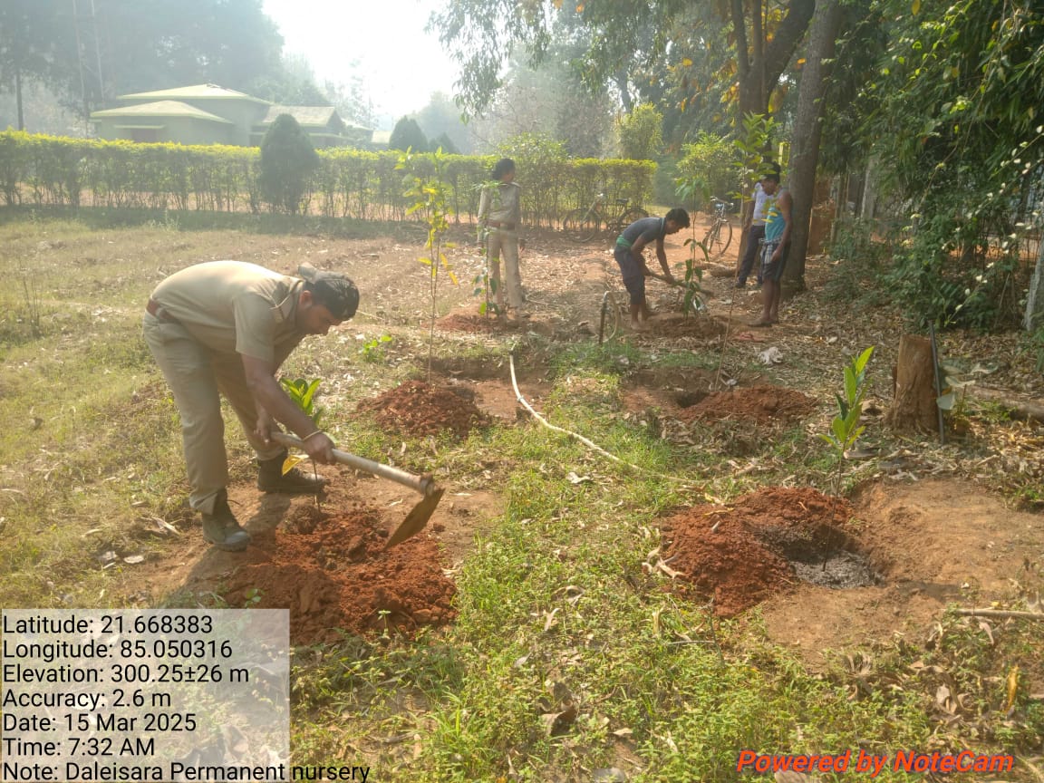 DfoBonai's tweet image. Fruit-bearing seedlings planted along the Daleisara Permanent Nursery boundary, Daleisara Section, Kuliposh Range. This initiative will enhance #biodiversity, provide food for local #wildlife, &amp;amp; offer a #sustainablesource of fruit for the community.
@pccfodisha 
@RourkelaRc79045