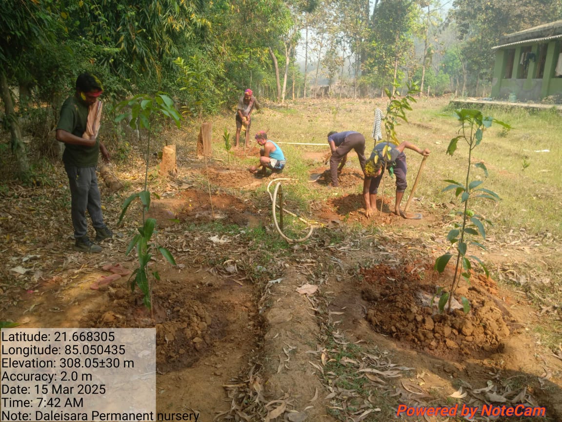DfoBonai's tweet image. Fruit-bearing seedlings planted along the Daleisara Permanent Nursery boundary, Daleisara Section, Kuliposh Range. This initiative will enhance #biodiversity, provide food for local #wildlife, &amp;amp; offer a #sustainablesource of fruit for the community.
@pccfodisha 
@RourkelaRc79045