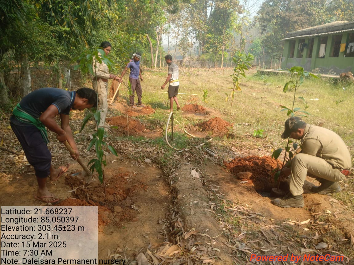 DfoBonai's tweet image. Fruit-bearing seedlings planted along the Daleisara Permanent Nursery boundary, Daleisara Section, Kuliposh Range. This initiative will enhance #biodiversity, provide food for local #wildlife, &amp;amp; offer a #sustainablesource of fruit for the community.
@pccfodisha 
@RourkelaRc79045