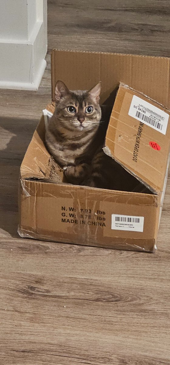 When you buy them the best, bit they still want to be a dirty little trash goblin.